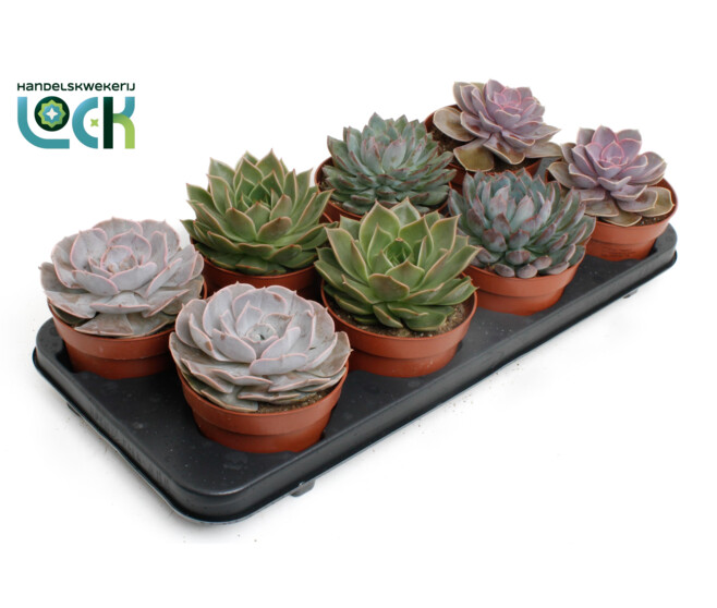 ECHEVERIA VARIES