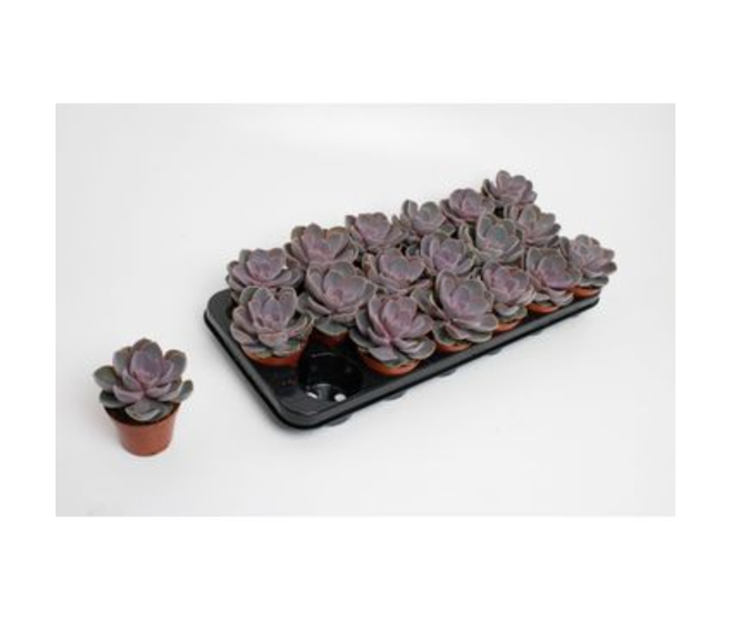 ECHEVERIA VON NURNBERG