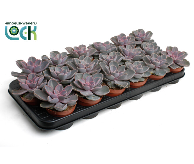 ECHEVERIA VON NURNBERG