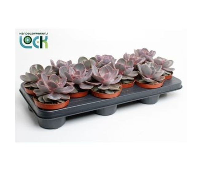 ECHEVERIA VON NURNBERG