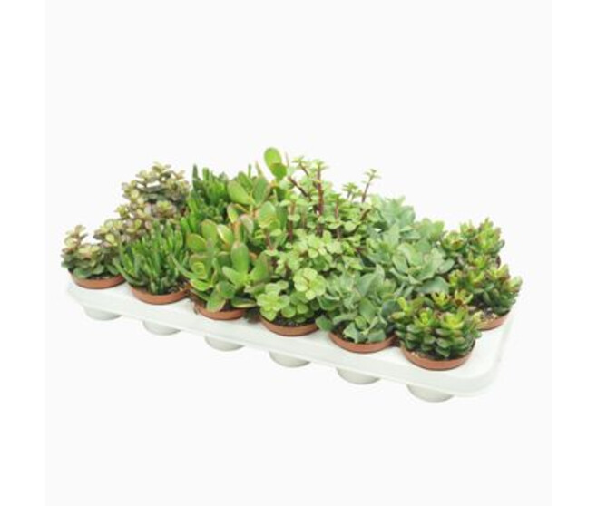 SUCCULENTE VARIEE