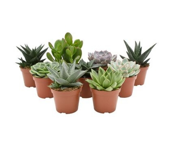 SUCCULENTE VARIEE