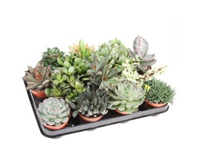 SUCCULENTE VARIEE