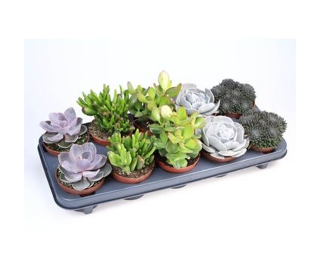 SUCCULENTE VARIEE