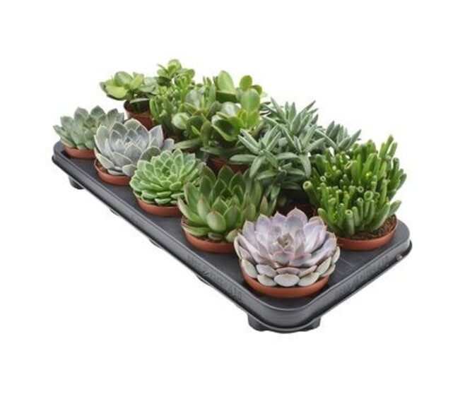 SUCCULENTE VARIEE