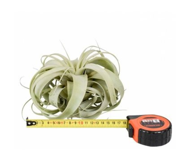 TILLANDSIA XEROGRAPHICA
