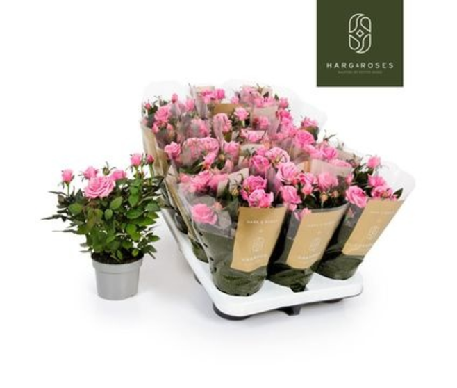 ROSIER KORDANA TURBO ROSE