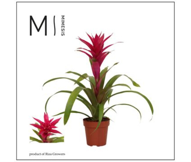 GUZMANIA VOILA ROSE