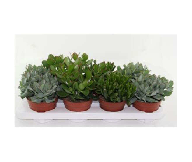 CRASSULA VARIES