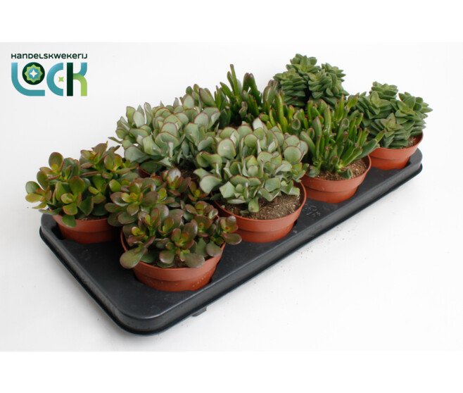 CRASSULA VARIES