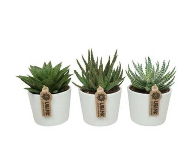 ALOE VARIES