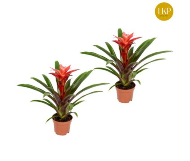 GUZMANIA LIBBY ROSE