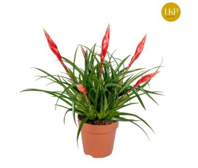 VRIESEA ASTRID ROUGE