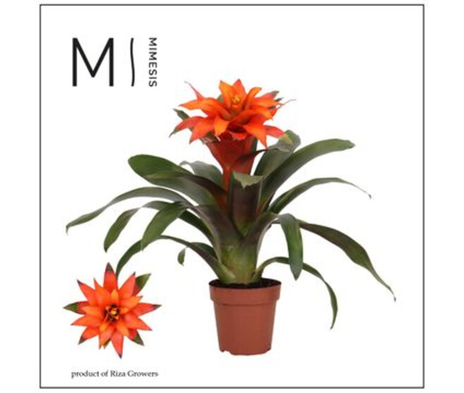 GUZMANIA FIERO ORANGE