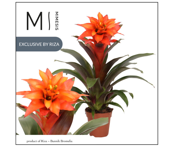 GUZMANIA FIERO ORANGE