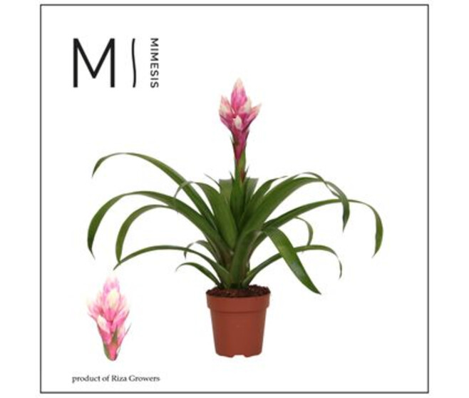 GUZMANIA CANDY ROSE