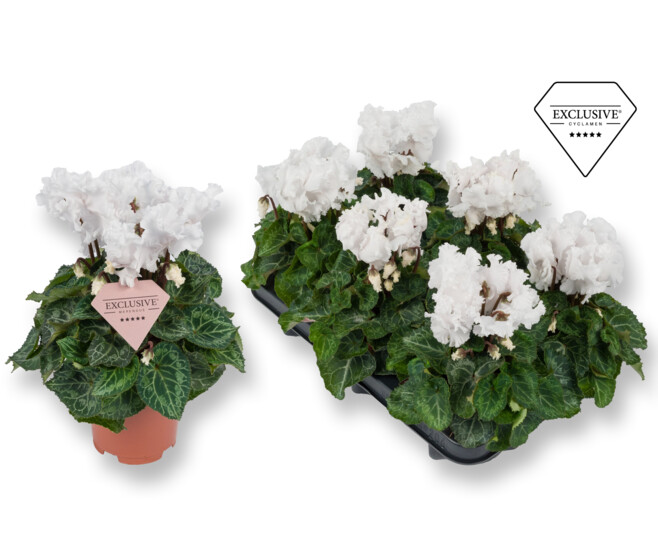 CYCLAMEN MERENQUE BLANC