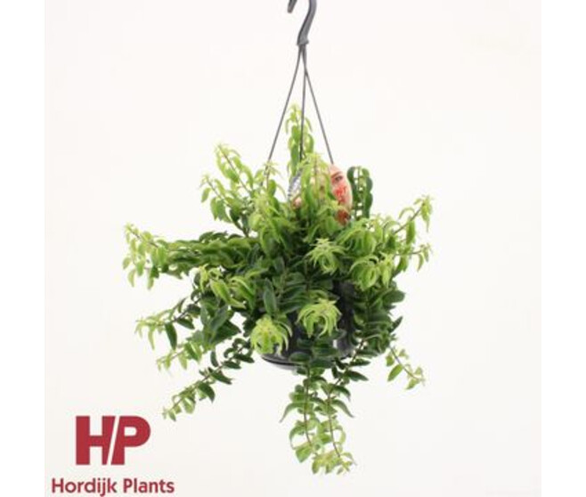 AESCHYNANTHUS TWISTER SUSP