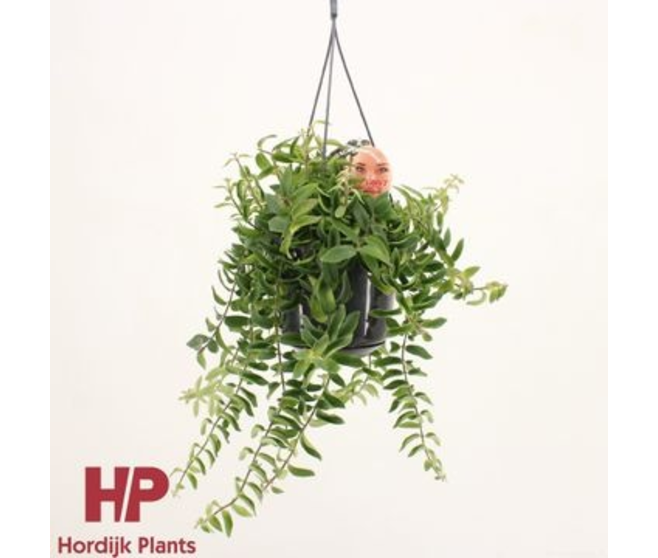 AESCHYNANTHUS TWISTER SUSP