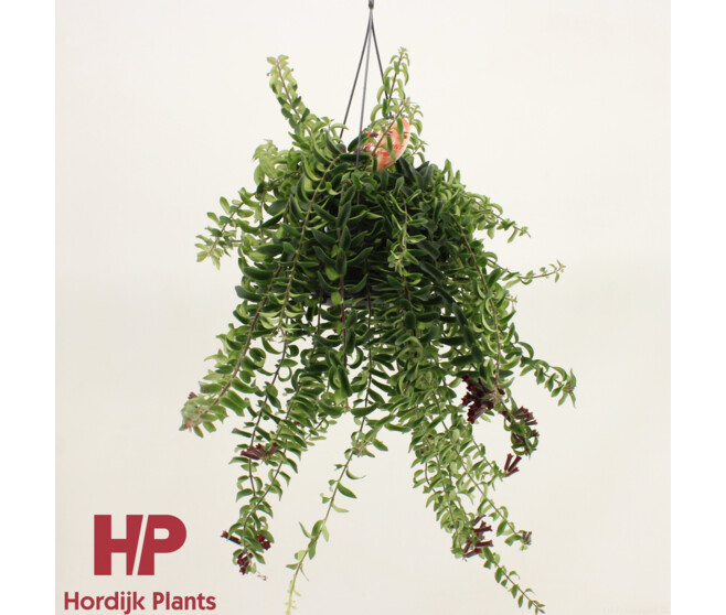 AESCHYNANTHUS TWISTER SUSP