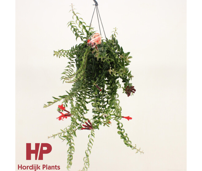 AESCHYNANTHUS TWISTER SUSP