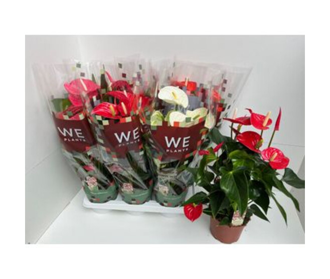 ANTHURIUM ANDREANUM VARIES HOUSSE
