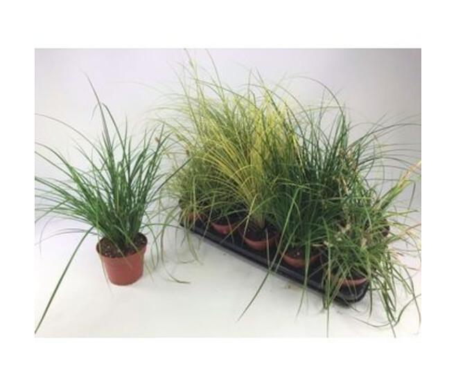CAREX VARIES