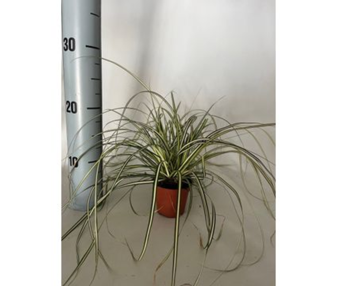CAREX EVERGOLD