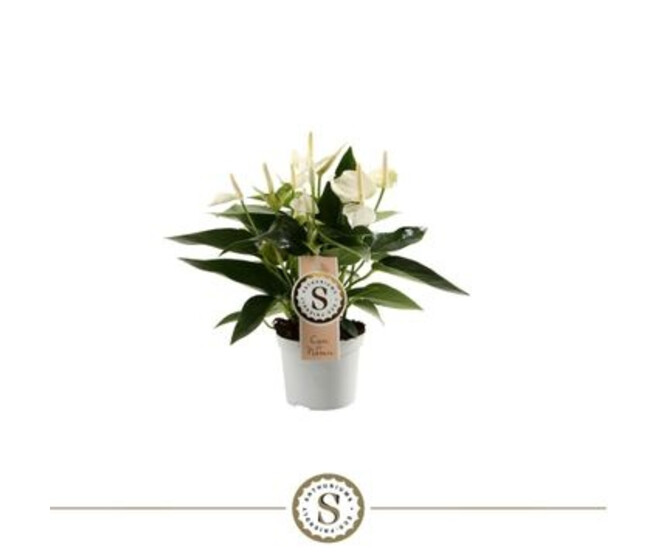 ANTHURIUM ANDREANUM CHAMPION BLANC