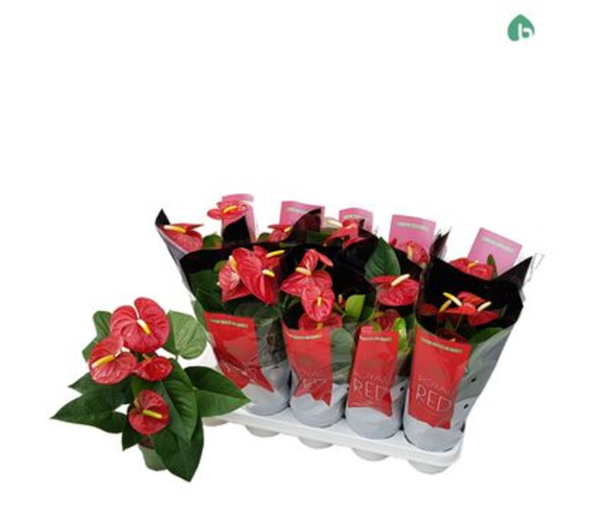 ANTHURIUM ANDREANUM ROYAL CHAMPION ROUGE