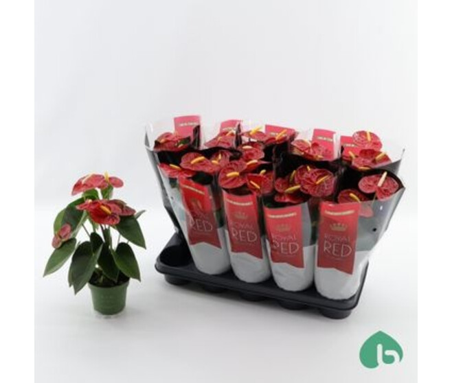 ANTHURIUM ANDREANUM ROYAL CHAMPION ROUGE