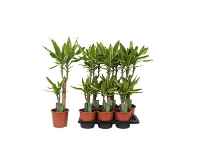 DRACAENA GOLDEN COAST 45-20