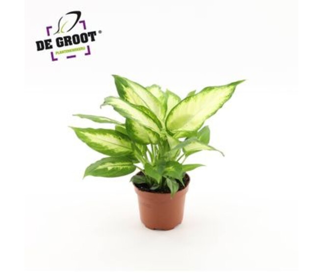 DIEFFENBACHIA CAMILLA