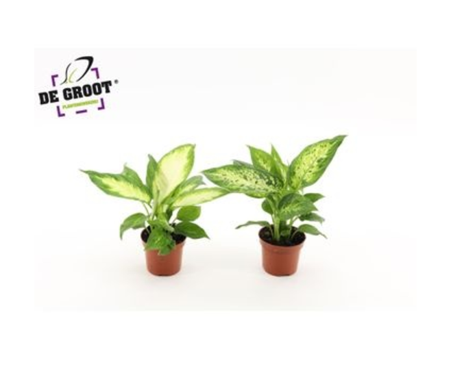 DIEFFENBACHIA VARIES