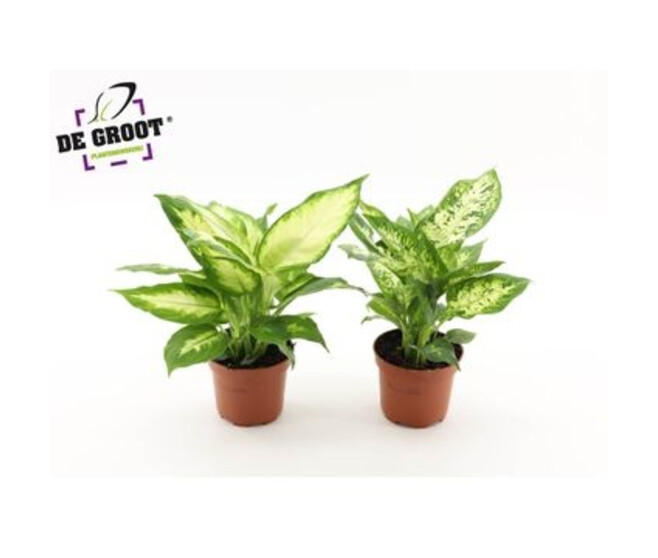 DIEFFENBACHIA VARIES