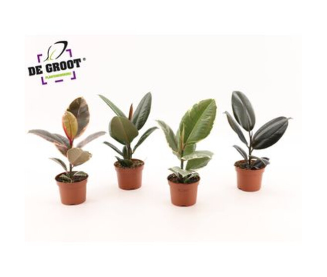 FICUS ELASTICA
