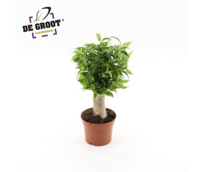 FICUS NATASJA TIGE JUTE