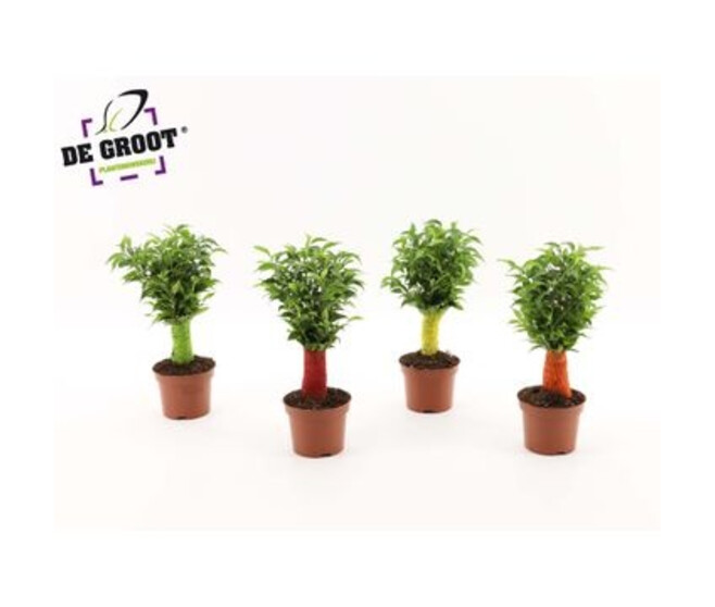 FICUS NATASJA JUTE COLOREE