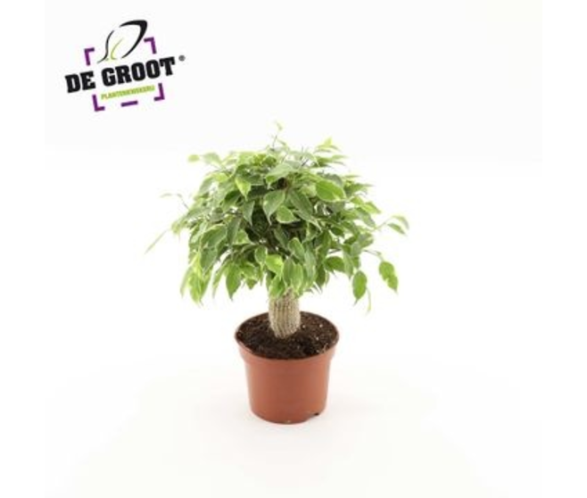 FICUS KINKY TIGE JUTTE