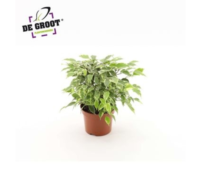 FICUS KINKY
