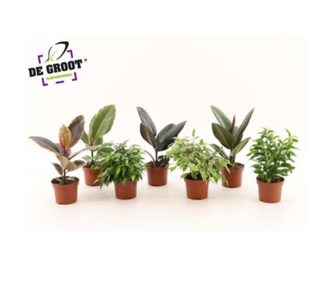 FICUS VARIES