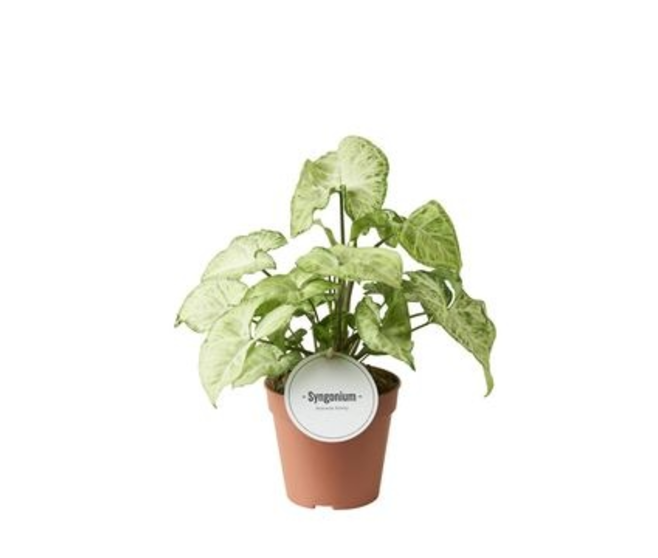 SYNGONIUM WHITE BUTTERFLY