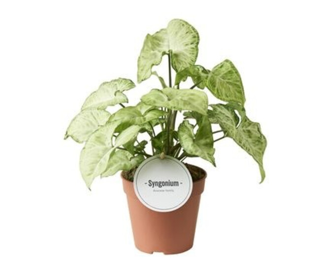 SYNGONIUM WHITE BUTTERFLY