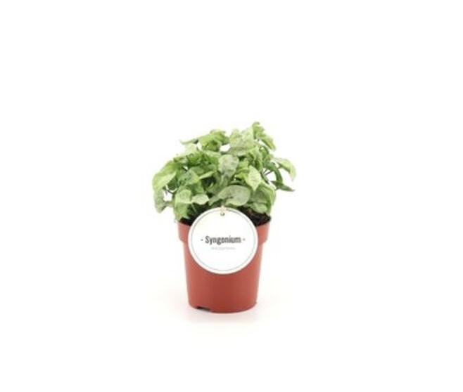 SYNGONIUM WHITE BUTTERFLY