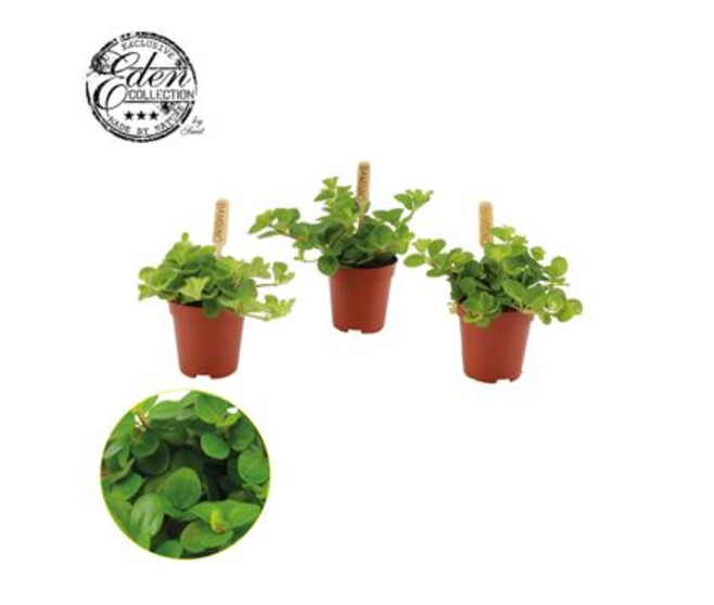 PEPEROMIA ROTUNDIFOLIA