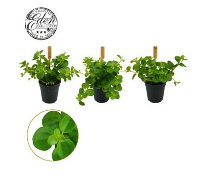 PEPEROMIA ROTUNDIFOLIA