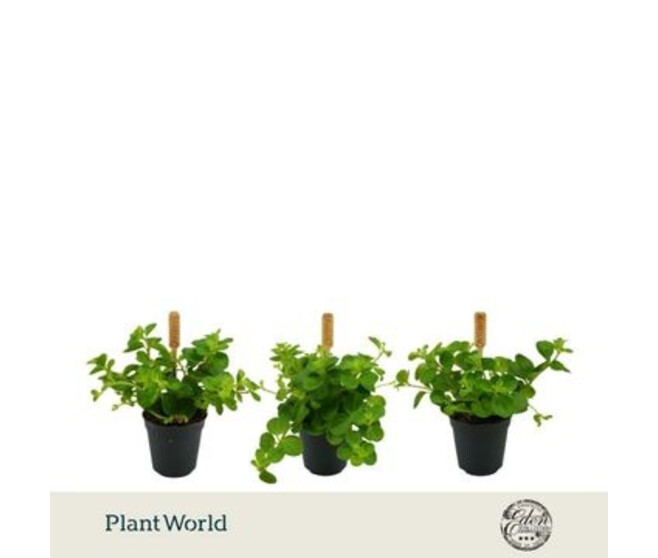 PEPEROMIA ROTUNDIFOLIA