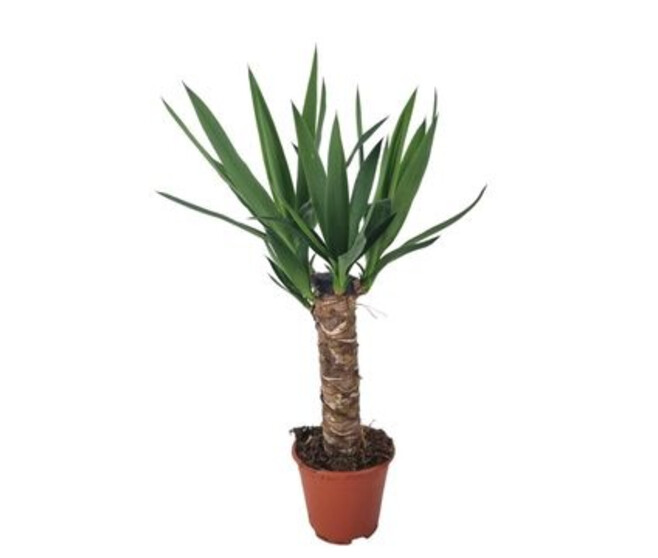 YUCCA TIGE 30CM