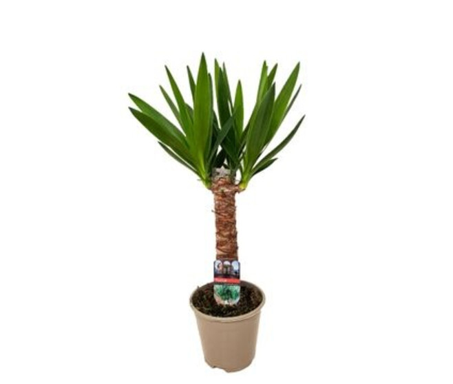 YUCCA TIGE 30CM