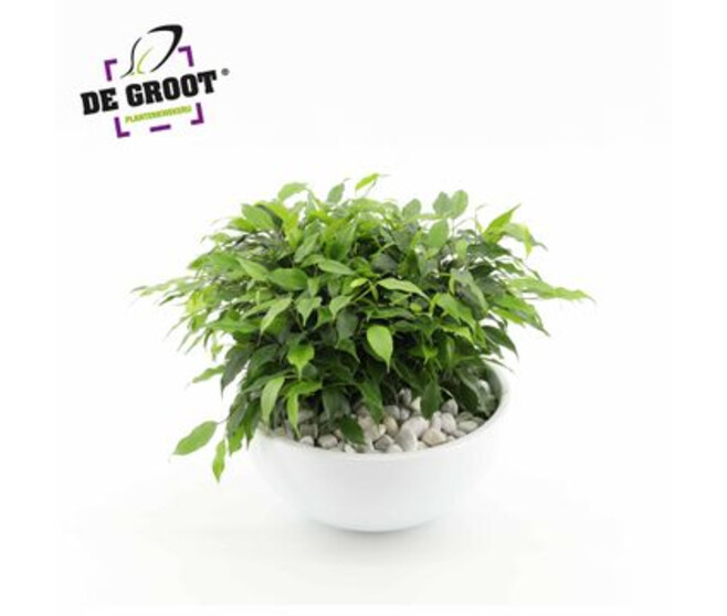 FICUS KINKY VERT COUPE CERAM